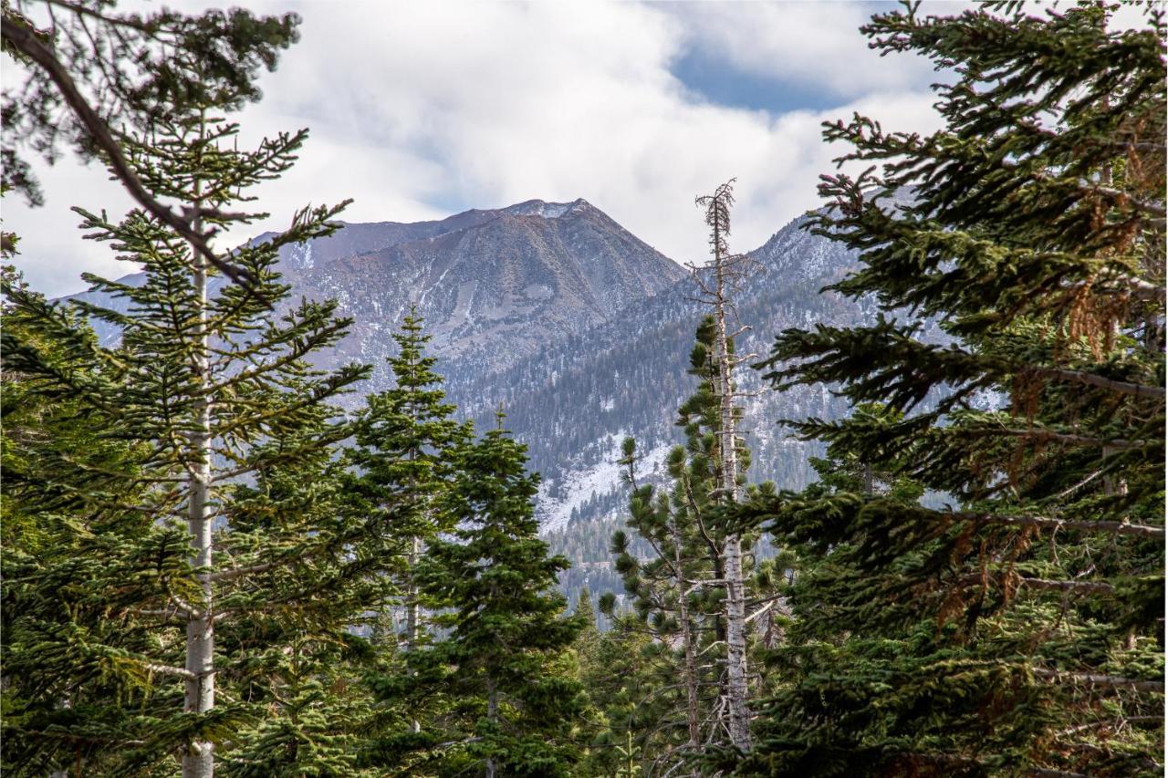 Apartamento Mountainback #100